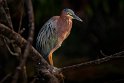 011 Tortuguero, groene reiger